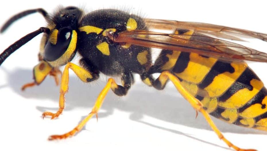 european wasps melbourne pest control